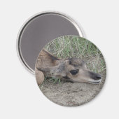 A6 Baby Pronghorn Antilope Magneet (Voorkant / Achterkant)