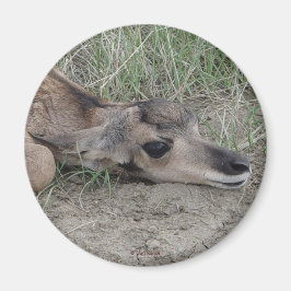 A6 Baby Pronghorn Antilope Magneet