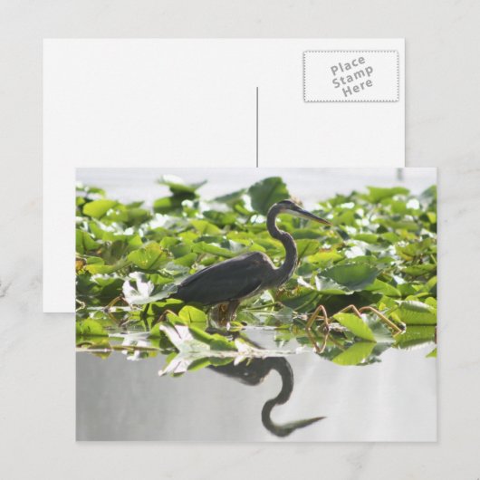 A6 Great Heron Briefkaart (Voorkant / Achterkant)