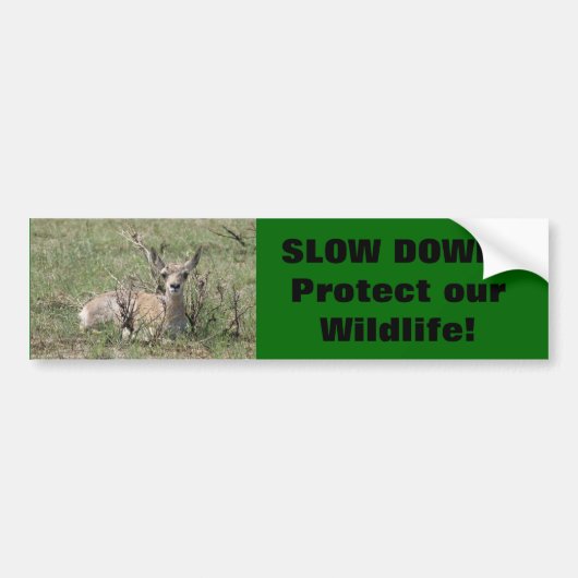 A7 Baby Gaffelantilope Bumpersticker (Voorkant)