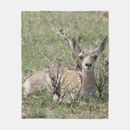 A7 Baby Gaffelantilope Fleece Deken (Voorkant)