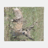 A7 Baby Gaffelantilope Fleece Deken (Voorkant (Horizontaal))