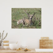 A7 Baby Gaffelantilope Hoof Omhoog Poster (Keuken)