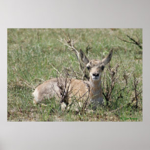 A7 Baby Gaffelantilope Hoof Omhoog Poster