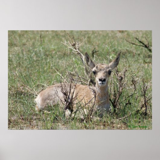 A7 Baby Gaffelantilope Hoof Omhoog Poster (Voorkant)