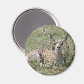 A7 Baby Gaffelantilope Magneet (Voorkant / Achterkant)