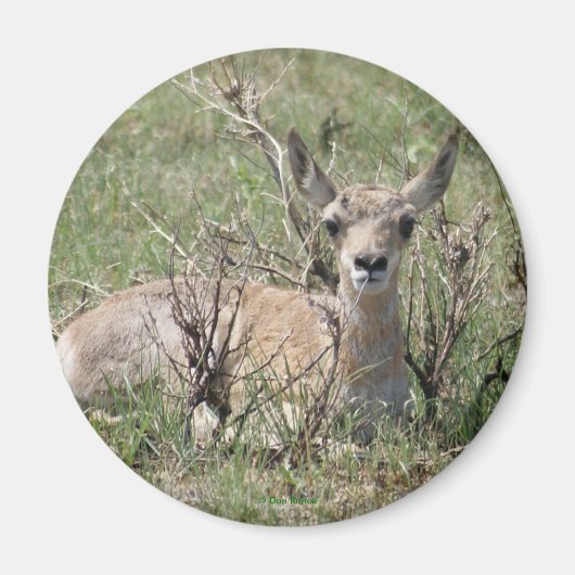 A7 Baby Gaffelantilope Magneet (Voorkant)