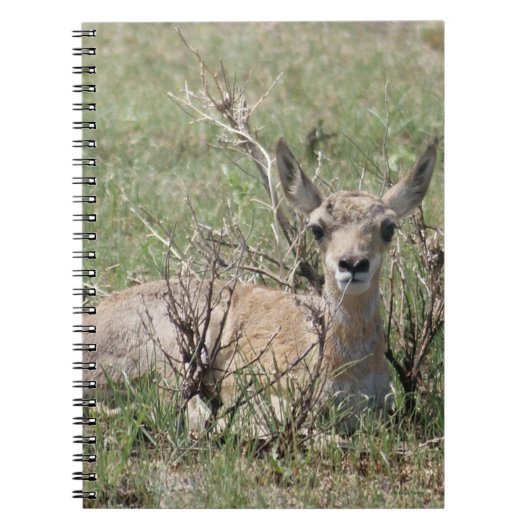 A7 Baby Gaffelantilope Notitieboek (Voorkant)