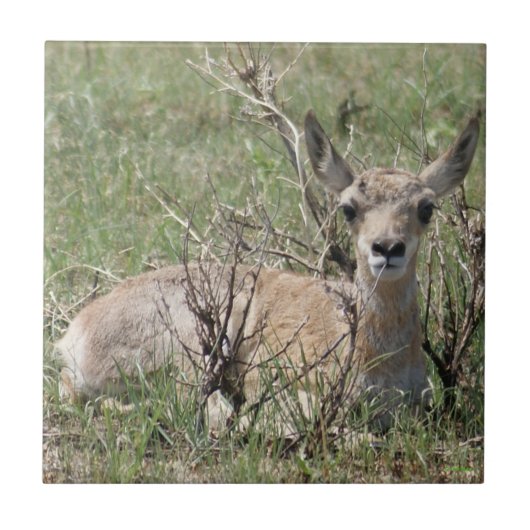 A7 Baby Gaffelantilope Tegeltje (Voorkant)