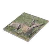 A7 Baby Gaffelantilope Tegeltje (Zijkant)