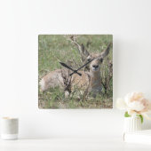 A7 Baby Gaffelantilope Vierkante Klok (Huis)