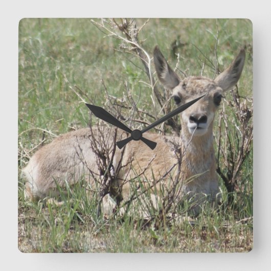 A7 Baby Gaffelantilope Vierkante Klok (Voorkant)