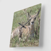 A7 Baby Gaffelantilope Vierkante Klok (Hoek)
