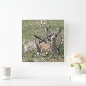 A7 Baby Gaffelantilope Vierkante Klok (Huis)