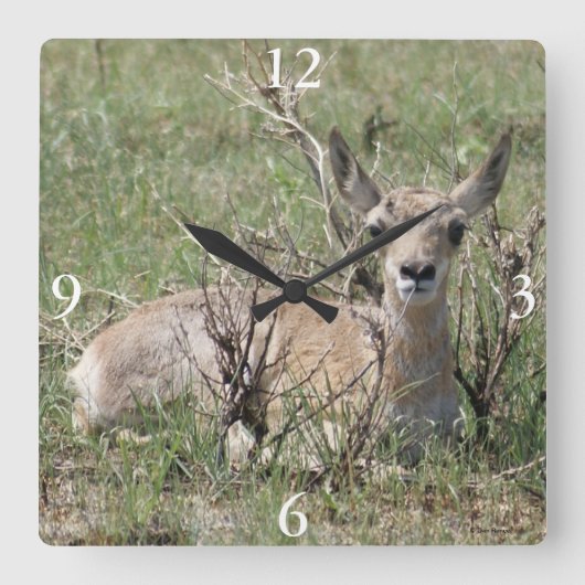 A7 Baby Gaffelantilope Vierkante Klok (Voorkant)