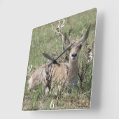 A7 Baby Gaffelantilope Vierkante Klok (Hoek)