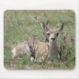 A7 Baby Gaffelbok Antilope Muismat
