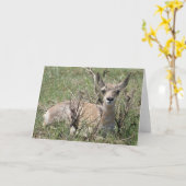 A7 Baby Pronghorn Antelope Kaart (Gele Bloem)