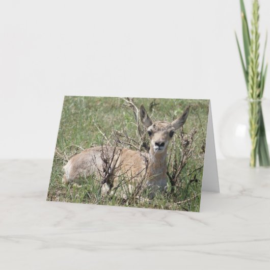 A7 Baby Pronghorn Antelope Kaart (Voorkant)