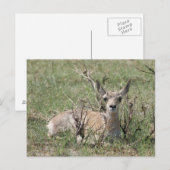 A7 Baby Pronghorn Antelope omhoog Briefkaart (Voorkant / Achterkant)