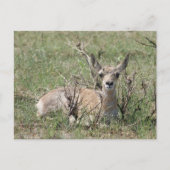 A7 Baby Pronghorn Antelope omhoog Briefkaart (Voorkant)