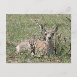 A7 Baby Pronghorn Antelope omhoog Briefkaart