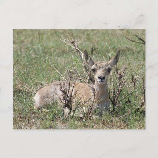 A7 Baby Pronghorn Antelope omhoog Briefkaart (Voorkant)