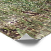 A7 Baby Pronghorn Antelope omhoog Poster (Hoek)