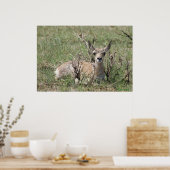 A7 Baby Pronghorn Antelope omhoog Poster (Keuken)