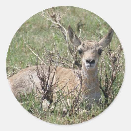 A7 Baby Pronghorn Antelope omhoog Ronde Sticker (Voorkant)