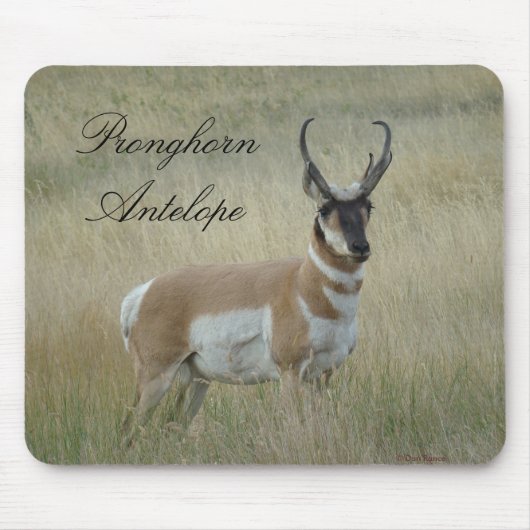 A8 Gaffelantelope Grote Bok Muismat (Voorkant)
