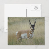 A8 Gaffelantilope Grote Bok Briefkaart (Voorkant / Achterkant)
