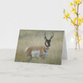 A8 Gaffelantilope Grote Bok Kaart (Gele Bloem)