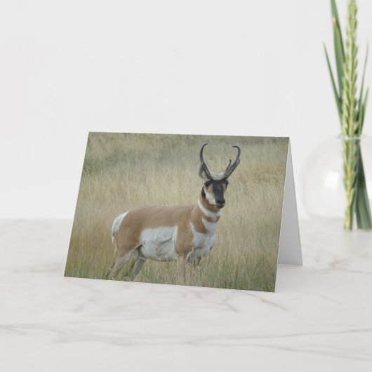 A8 Gaffelantilope Grote Bok Kaart (Voorkant)