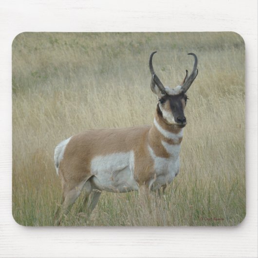 A8 Gaffelantilope Grote Bok Muismat (Voorkant)