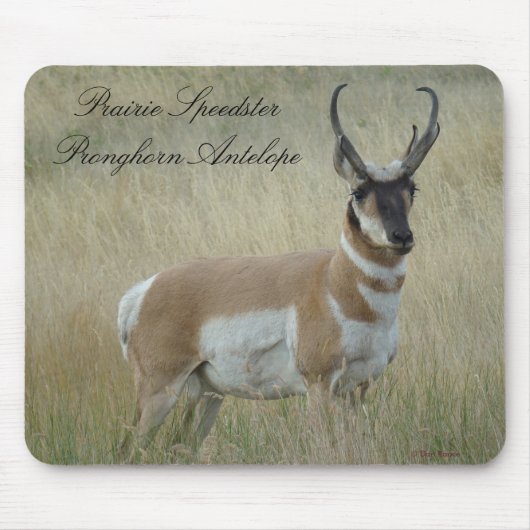 A8 Gaffelantilope Grote Bok Muismat (Voorkant)