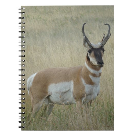 A8 Gaffelantilope Grote Bok Notitieboek (Voorkant)