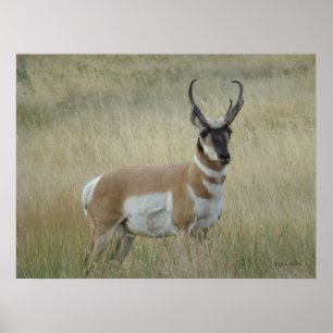 A8 Gaffelantilope Grote Bok Poster