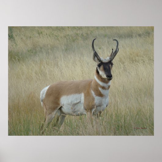 A8 Gaffelantilope Grote Bok Poster (Voorkant)