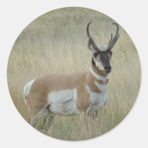 A8 Gaffelantilope Grote Bok Ronde Sticker