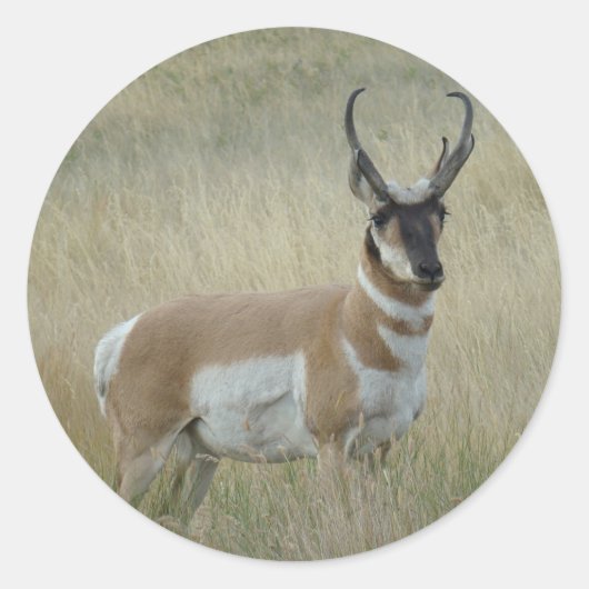 A8 Gaffelantilope Grote Bok Ronde Sticker (Voorkant)