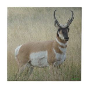 A8 Gaffelantilope Grote Bok Tegeltje