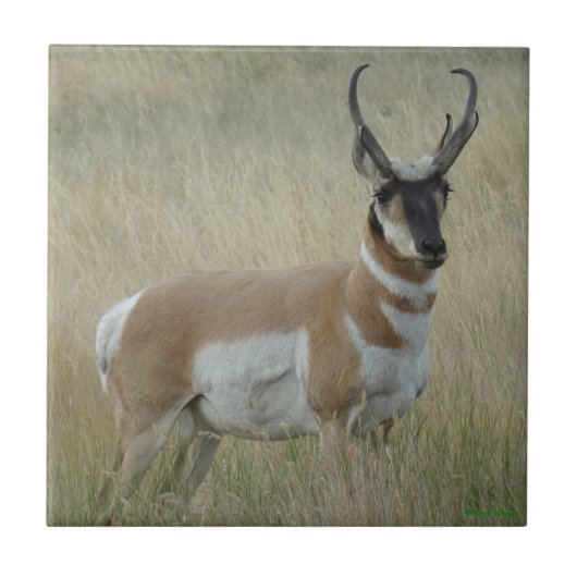 A8 Gaffelantilope Grote Bok Tegeltje (Voorkant)