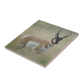 A8 Gaffelantilope Grote Bok Tegeltje (Zijkant)