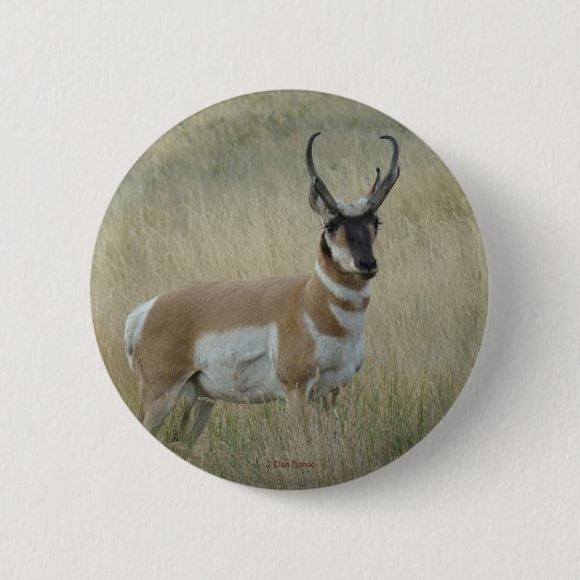 A8 Gaffelantilope Ronde Button 5,7 Cm (Voorkant)