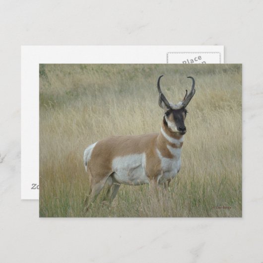 A8 Pronghorn Antelope Big Buck Briefkaart (Voorkant / Achterkant)