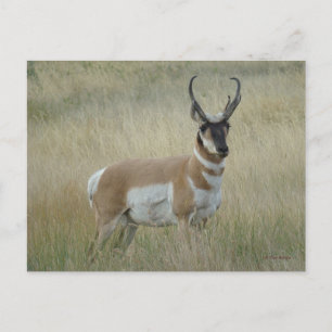 A8 Pronghorn Antelope Big Buck Briefkaart