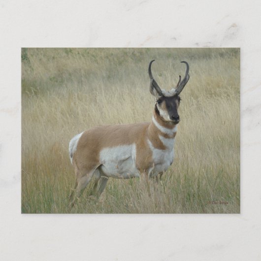A8 Pronghorn Antelope Big Buck Briefkaart (Voorkant)