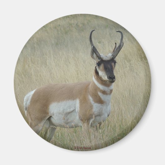 A8 Pronghorn Antelope Big Buck Magneet (Voorkant)