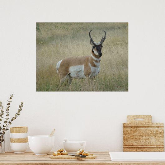 A8 Pronghorn Antelope Big Buck Poster (Keuken)